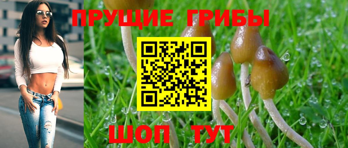 Галлюциногенные грибы Psilocybe Кудымкар